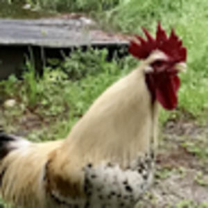 Meet your Posher, Kelly